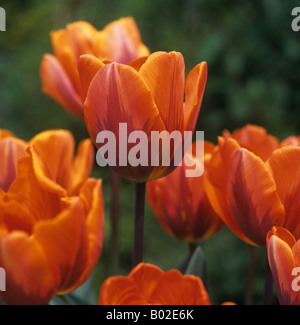 Fleur de tulipe Princesse Irene variante couleur inhabituelle Banque D'Images