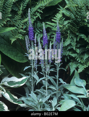 Spiked speedwell Veronica spicata sous-espèce incana fleurs tapis argent Banque D'Images