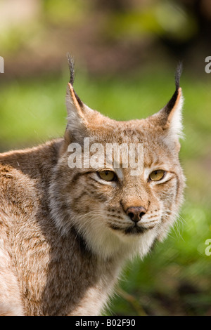 Lynx (européen) prises dans le parc de la faune Banque D'Images