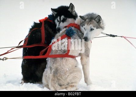 Dogsledges avec huskies sibériens au Nunavik, Nord du Canada Banque D'Images