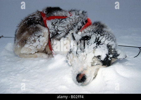 Siberian Huskies au Nunavik, Nord du Canada Banque D'Images