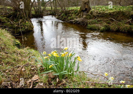 Temps de la Jonquille Farndale Nature Reserve North York Moors National Park Yorkshire rivière Dove Banque D'Images