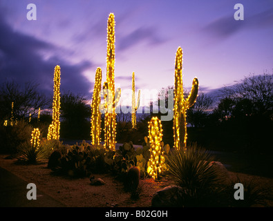 USA ARIZONA TUCSON cactus géant saguaro décoré de lumières de Noël à la veille de Noël dans les rues de Tucson Arizona Banque D'Images