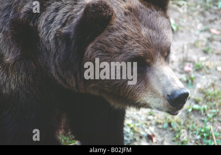 Un ours brun dans les Dolomites Banque D'Images