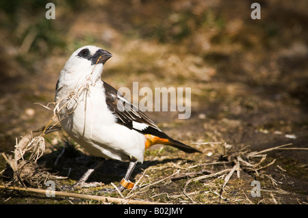 Buffalo weaver avec de l'herbe dans la bouche Banque D'Images