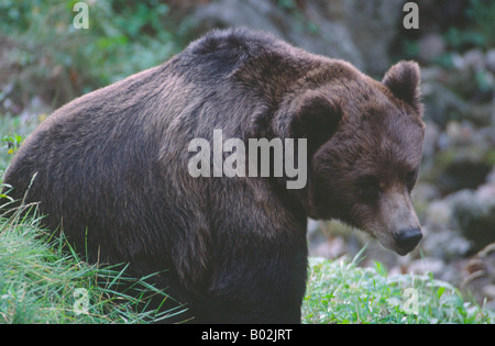 Un ours brun dans les Dolomites en Italie Banque D'Images