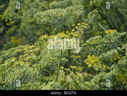 Close-up d'anis herb plantes dans un grand verger montrant les tiges portant des feuilles vertes et petites fleurs avec gousses d'anis. Banque D'Images