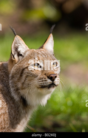 Lynx (européen) prises dans le parc de la faune Banque D'Images