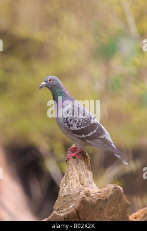 Pigeon (Pigeon biset) portrait perché sur log Banque D'Images