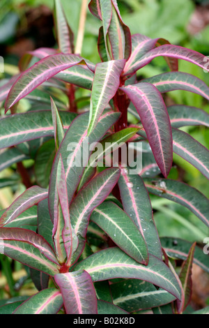 EUPHORBIA AGA EXCALIBUR FROEUP SYN Banque D'Images