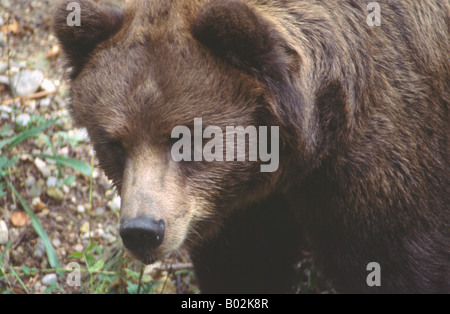 Ours brun (Ursus arctos) Banque D'Images