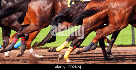 Photo couleur d'une course de chevaux montrant seulement leur partie inférieure du corps et les jambes Banque D'Images