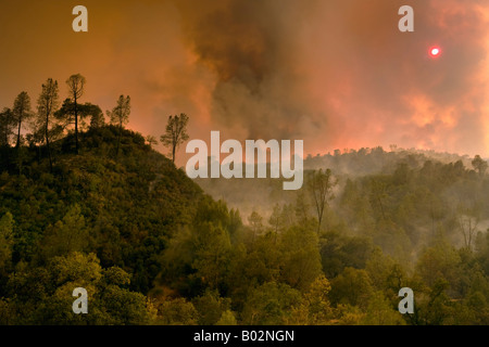 50 000 hectares de forêt de la Californie à Henry Coe State Park au sud de San Jose est battu par CAL Fire CDF Banque D'Images