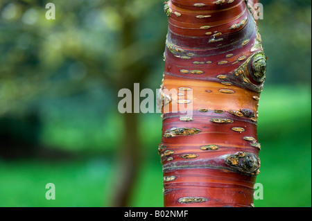 Prunus serrula. L'écorce de cerisier du Tibet . Arbre écorce de bouleau Banque D'Images