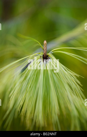 Pinus patula. Feuilles aciculaires longues de l'Jelicote pine close up Banque D'Images