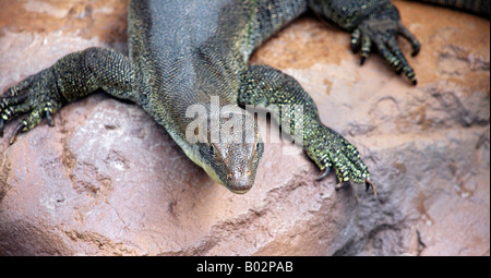 Le Goanna ou varan sur Fraser Island, Australie Banque D'Images