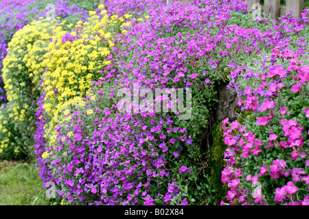 ALYSSUM SAXTILE AUBRETA ET X CULTORUM SÈCHE SUR UN MUR ORIENTÉ VERS LE NORD MAIS OUVERTE Banque D'Images