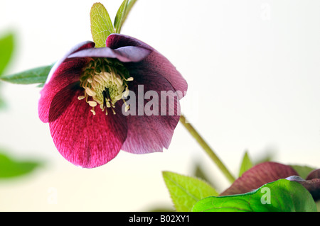 Hellebore helleborus 'blue lady' closeup close-up close up macro d'une fleur ouverte sur un fond gris Banque D'Images