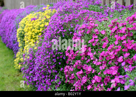 ALYSSUM SAXTILE AUBRETA ET X CULTORUM SÈCHE SUR UN MUR ORIENTÉ VERS LE NORD MAIS OUVERTE Banque D'Images