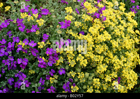 ALYSSUM SAXTILE AUBRETA ET X CULTORUM SÈCHE SUR UN MUR ORIENTÉ VERS LE NORD MAIS OUVERTE Banque D'Images