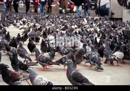 Un grand nombre de pigeons à Trafalgar Square à Londres en Angleterre en mai 2000. Banque D'Images