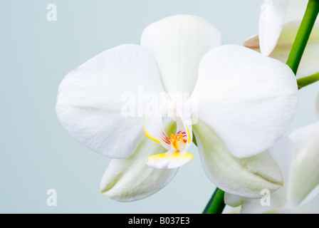 Orchidée Phalaenopsis blanc (fleurs)- profondeur de champ. Banque D'Images