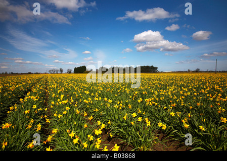 Domaine de jonquilles au printemps dans la campagne du Lincolnshire Banque D'Images