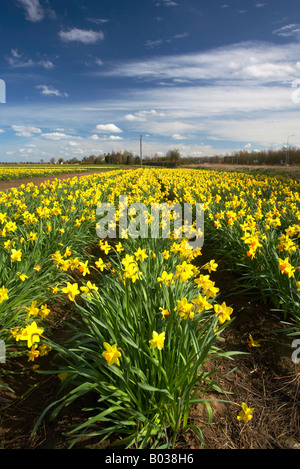 Domaine de jonquilles au printemps dans la campagne du Lincolnshire Banque D'Images