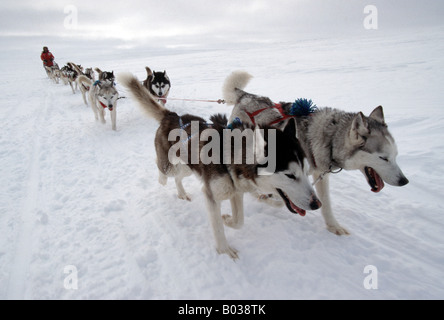 Dogsledges avec huskies sibériens au Nunavik, Nord du Canada Banque D'Images