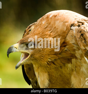 Aigle ravisseur Aquila rapax Banque D'Images