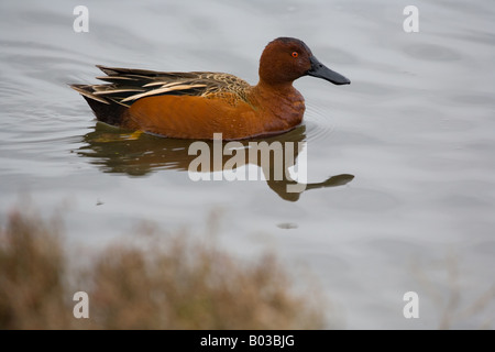 La Sarcelle cannelle (Anas cyanoptera) Banque D'Images