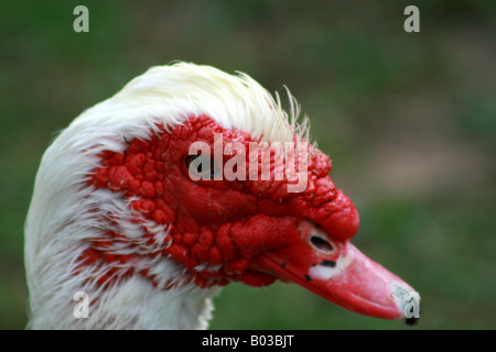 Canard de Barbarie blanc (Cairina moschata) Banque D'Images