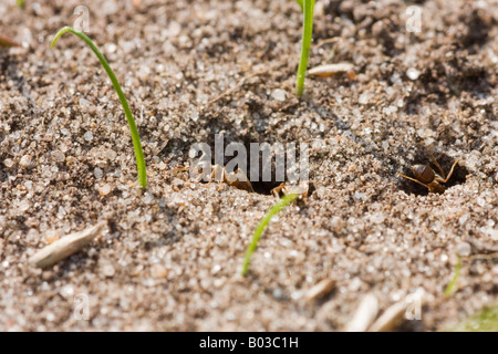 Les fourmis qui sortent d'un nid de fourmis souterraines Banque D'Images