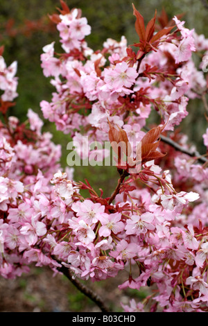 PRUNUS INCISA PRAECOX FIN AVRIL AGA Banque D'Images