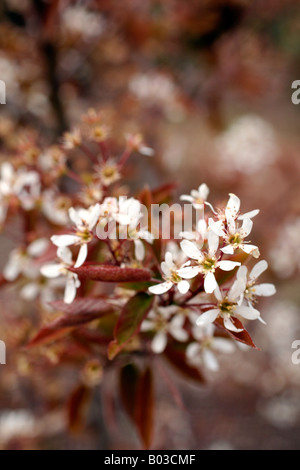 Aga de l'AMELANCHIER LAMARCKII Banque D'Images