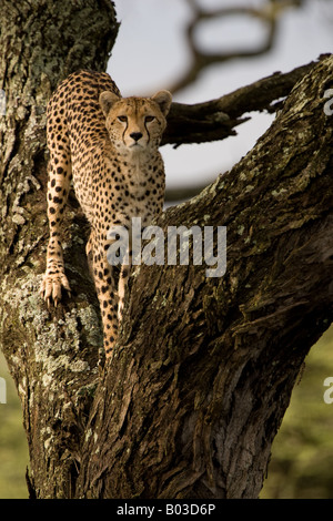 Le Guépard (Acinonyx jubatus raineyii) dans un arbre à Ndutu, dans la zone de conservation de Ngorongoro de Tanzanie Banque D'Images