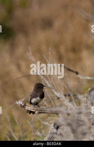 Phoebe Sayornis nigricans (noir) Banque D'Images