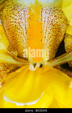 Gros plan de fleurs de l'iris jaune barbu Banque D'Images