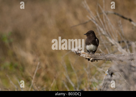 Phoebe Sayornis nigricans (noir) Banque D'Images