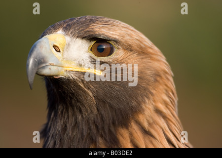 La tête de l'Aigle royal (Aquila chrysaetos), dans les Highlands écossais (Falconer) d'oiseaux en captivité. Banque D'Images