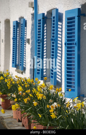 Volets bleu et jaune jonquilles en dehors de cottages, St Mawes, Cornouailles Banque D'Images