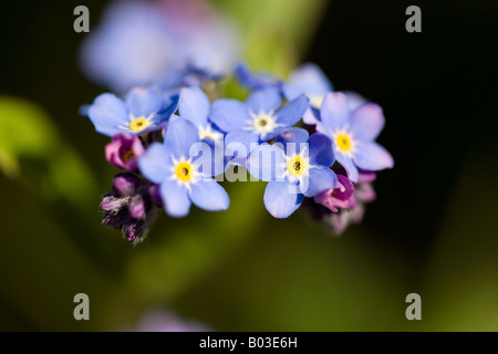 Forget-me-nots dans le soleil du printemps Banque D'Images