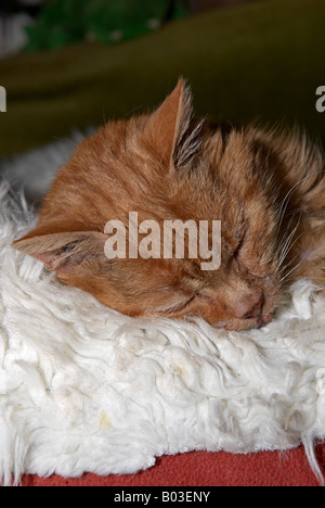 Personnes âgées Le gingembre chat femelle dormant sur un lit blanc Banque D'Images