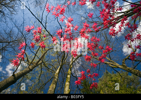 Un érable palmé rouge, au début du printemps (France). Erable palmé rouge (Acer palmatum carminium) au printemps (France). Banque D'Images