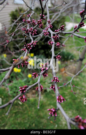 La formation des bourgeons de l'Est sur une pelouse au-dessus d'un Bush - Lishui et petit parterre de jardin. Banque D'Images