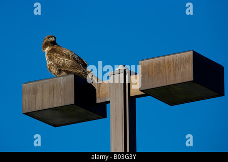 Le Busard Saint-Martin (Circus cyaneus) ou Busard Saint-Martin Banque D'Images