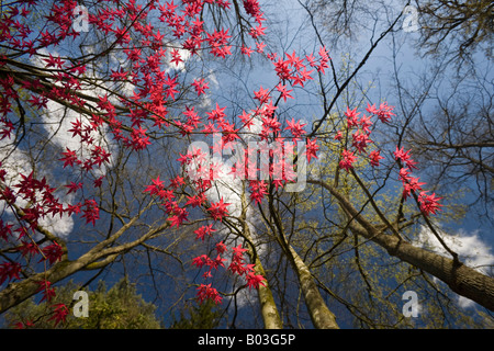 Un érable palmé rouge, au début du printemps (France). Erable palmé rouge (Acer palmatum carminium) au printemps (France). Banque D'Images