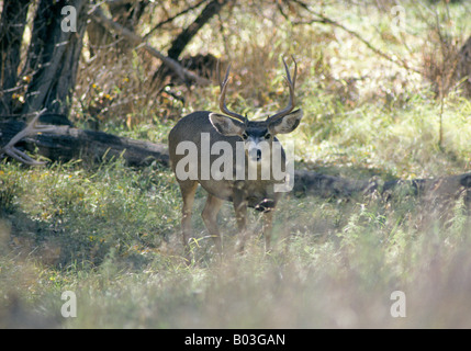 Un grand cerf avec bois complète à l'automne dans une forêt dans le nord du Nouveau Mexique près du ranch de Boy Scout Philmont Banque D'Images