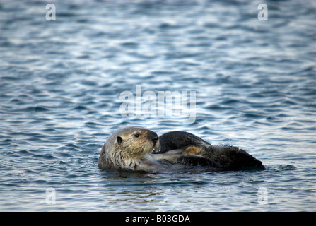 Une loutre de mer ébats dans les eaux de Morro Bay, Californie (ce ne sont pas sauvages, loutres captives). Banque D'Images