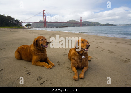 Chiens Golden Retriever près du Golden Gate Bridge, San Francisco, Californie Banque D'Images